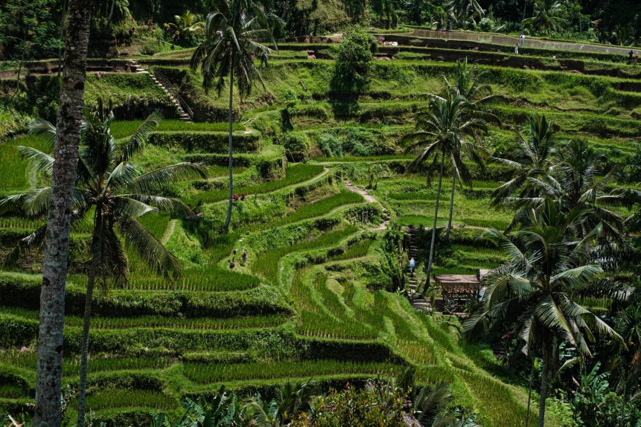 Asri Cinta Villa Ubud Eksteriør billede